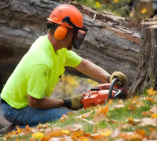 tree services Le Roy